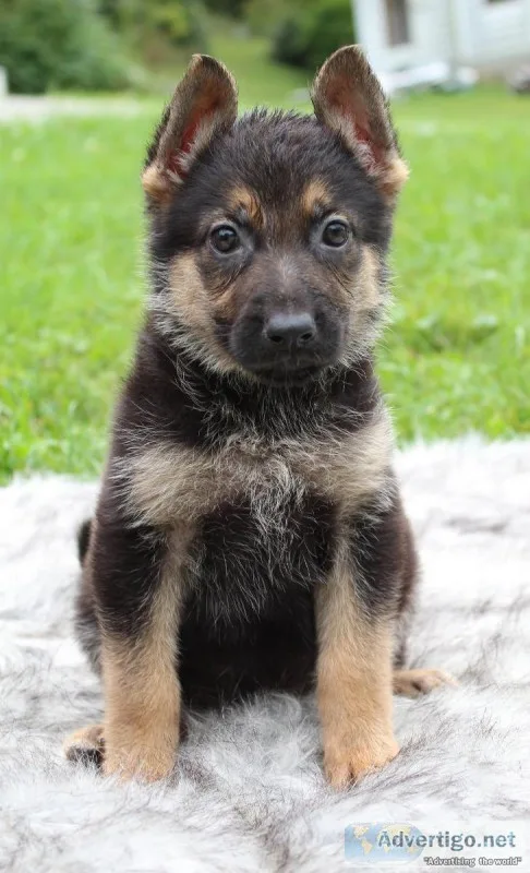 Ruby Female AKC German Shepherd