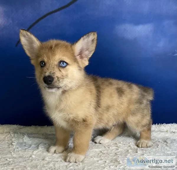 Spot Male Corgi Mix