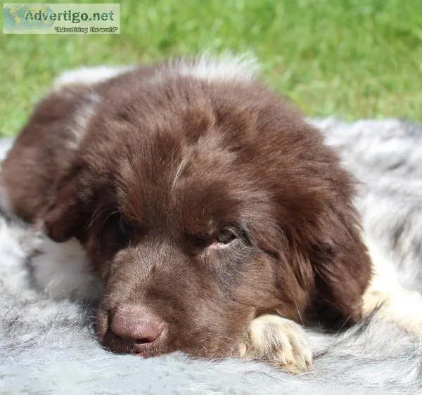 S mores Male AKC Newfoundland