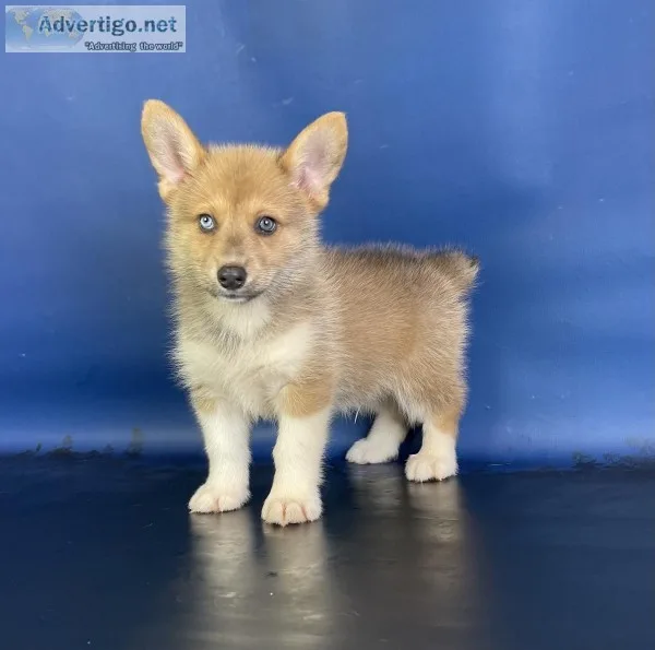 Darth Male Corgi Mix