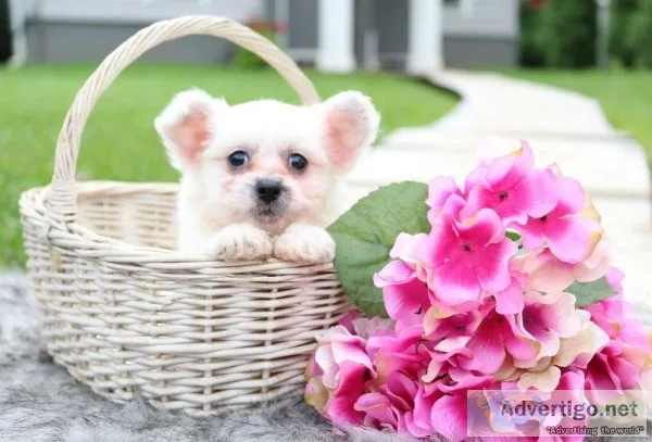 Skye Female Pomapoo