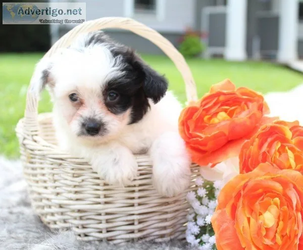 Chase Male Pomapoo