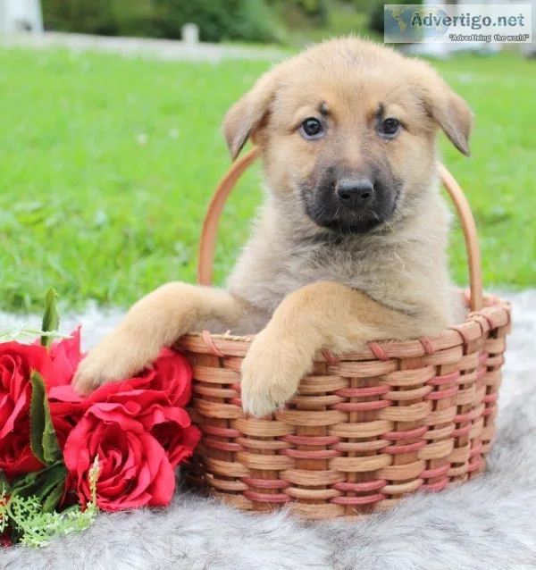 Reba Female AKC German Shepherd