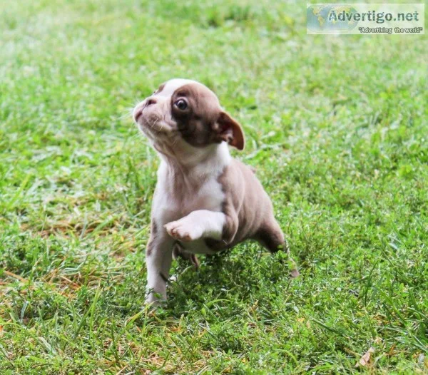 Raylee Female AKC Boston Terrier