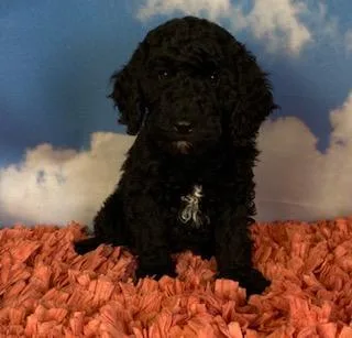 Shadow Female Moyen Poodle