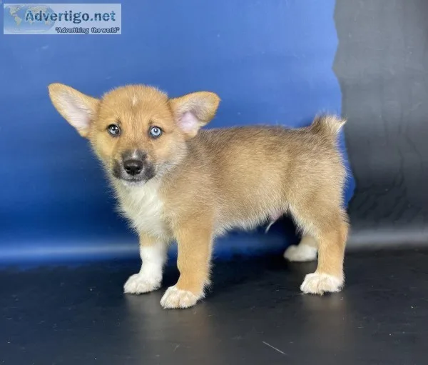 Marv Male Corgi Mix