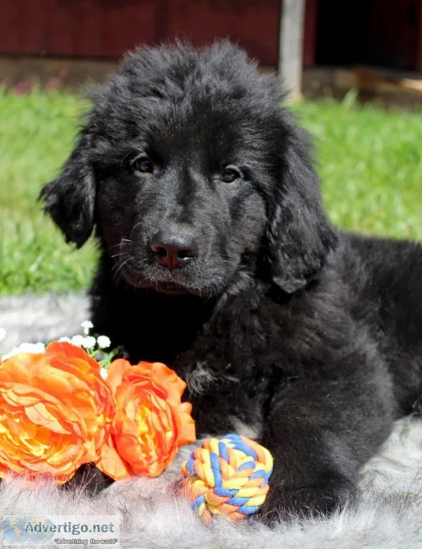 York Male AKC Newfoundland