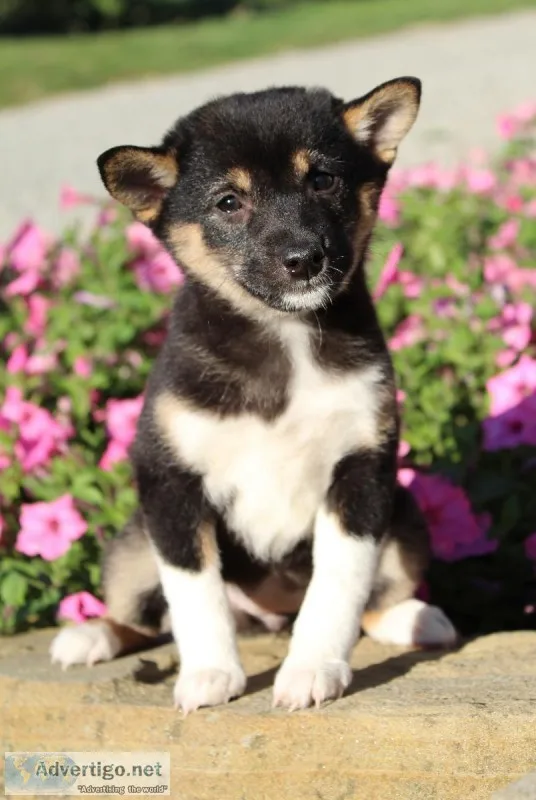 Gracie Female AKC Shiba Inu