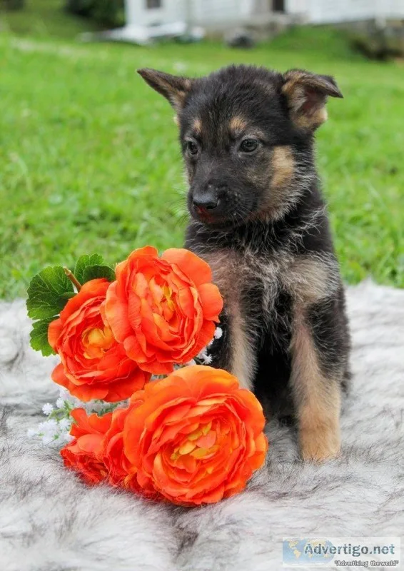 Richard Male AKC German Shepherd