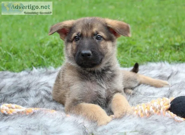 Randall Male AKC German Shepherd
