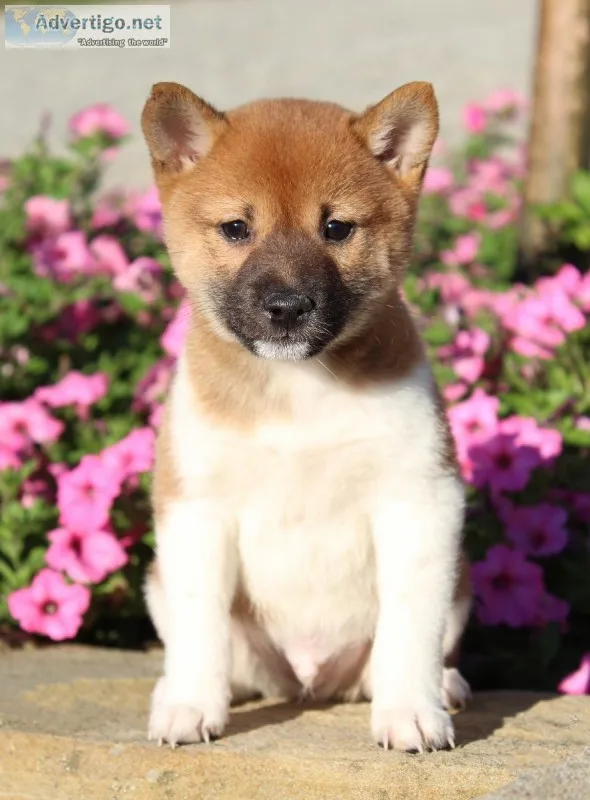 Chester Male AKC Shiba Inu