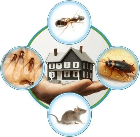 Pest control services near me