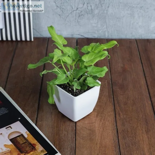 Buy Air Purifying Indoor Plants in India