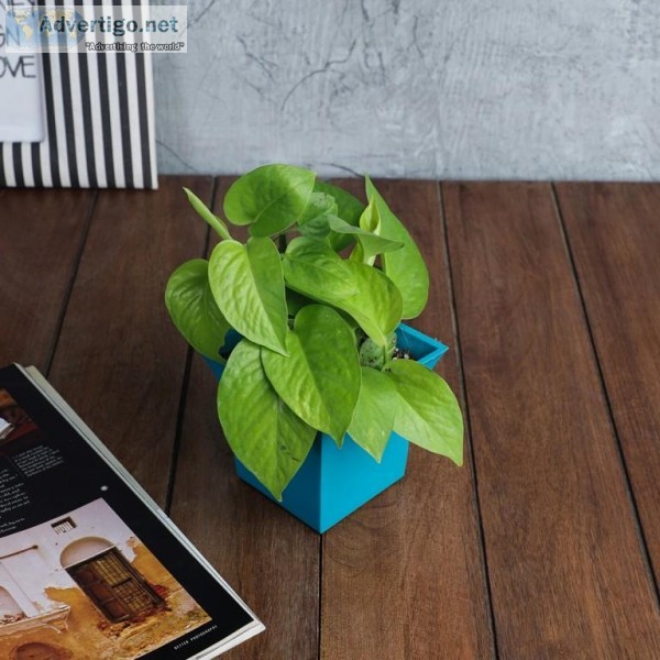 Buy Air Purifying Plants Online in India