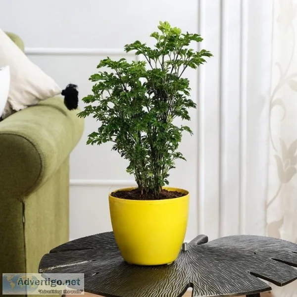 Buy Indoor Plants Online at Lowest Cost