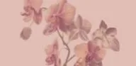Housekeeping Toronto  Orchidhousekeeping.c om