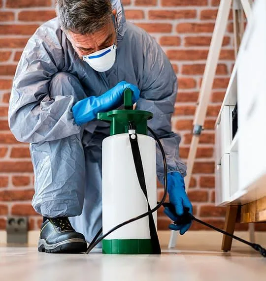 Pest Control Services In Texas