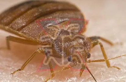 Pest Control Breakfast Point