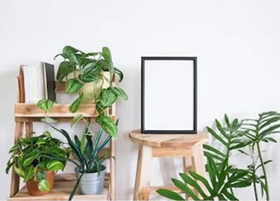 Best online plant nursery in india
