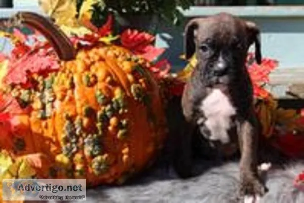 Benji Male Boxer