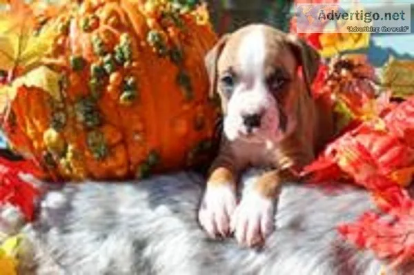 Jeremiah Male Boxer