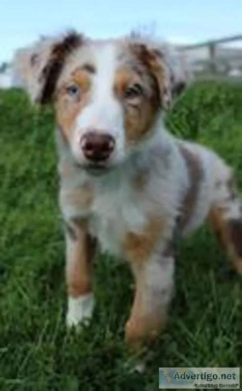 Tommy Male Australian Shepherd