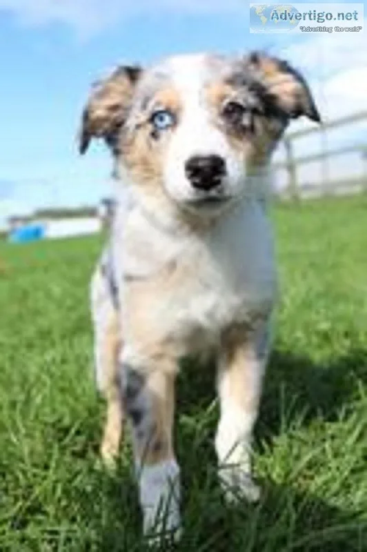 Tanja Female Australian Shepherd