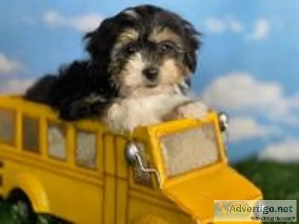 Benji Male Mini Bernedoodle