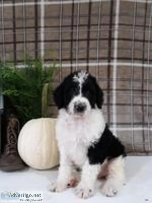 Oreo Male F1b Labradoodle