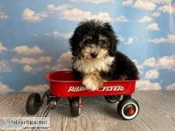 Bandit Male Mini Bernedoodle