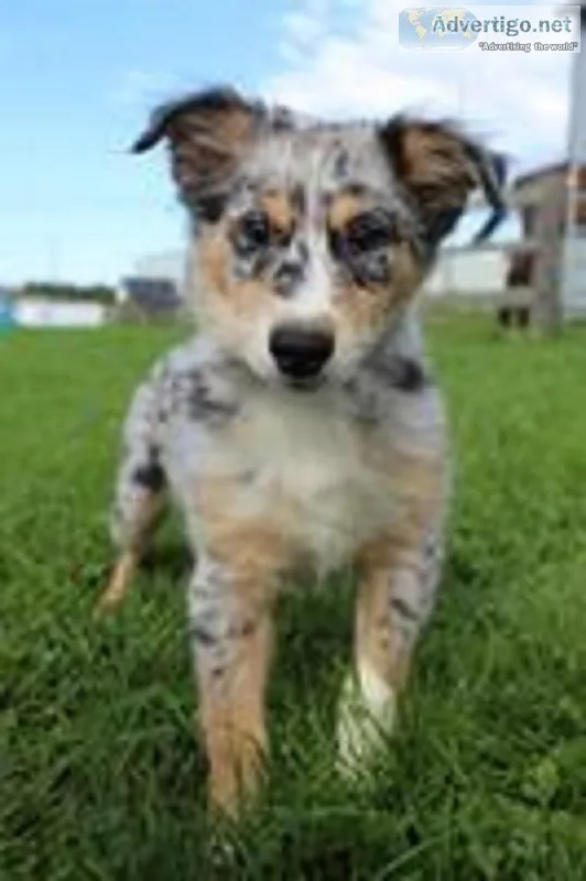 Lance Male Australian Shepherd