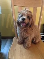 Ringo Star Male Maltipoo