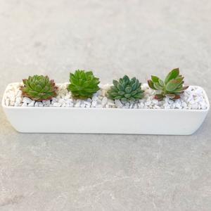 Buy Succulent Gifts  Happy Little Succulents