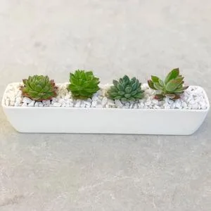 Buy Succulent Gifts  Happy Little Succulents
