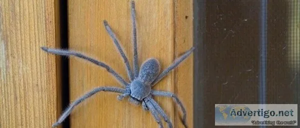 Spider Control Adelaide