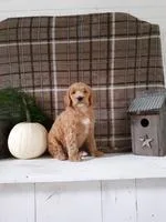 Oscar Male F1b Labradoodle
