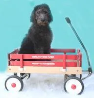 Duke Male F1b Labradoodle