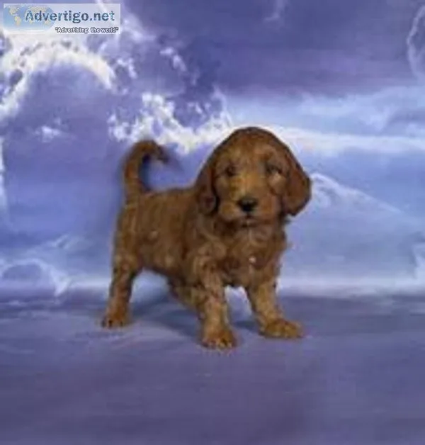 Trish Female F1b Mini Goldendoodle