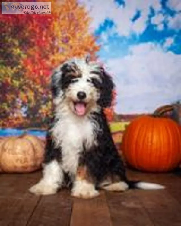 Reuben Male Mini Bernedoodle