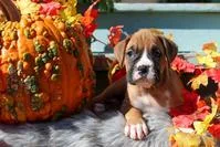 Toby Male Boxer