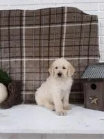 Parker Male F1b Labradoodle