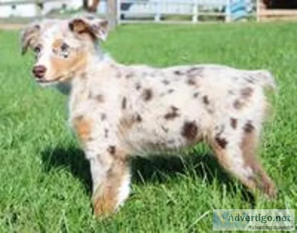 Jack Male Australian Shepherd