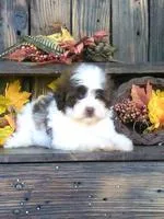Spot Male Shihpoo