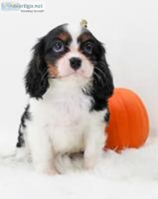 Wesley Male AKC Cavalier King Charles