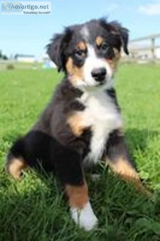 Buster Male Australian Shepherd