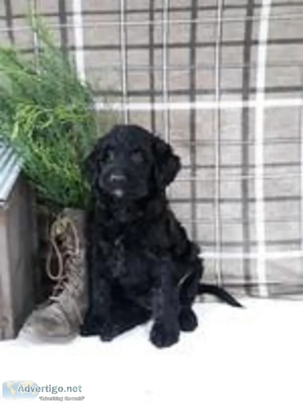 Midnight Female F1b Labradoodle