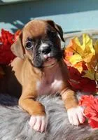 Bingo Male Boxer