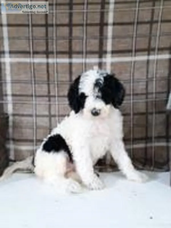 Pansy Female F1b Labradoodle