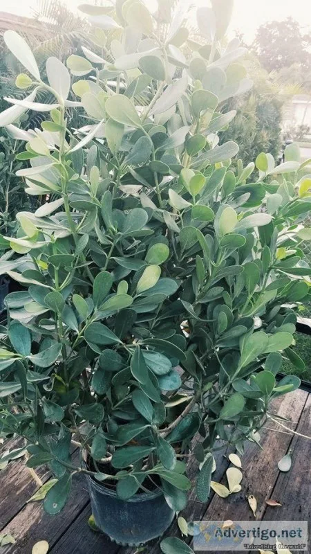 Clusia hedges and more Get a bundle deal