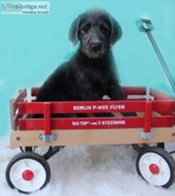 Hunter Male F1b Labradoodle